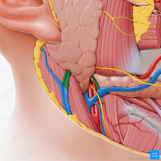 Anterior and posterior divisions of retromandibular vein (#18)