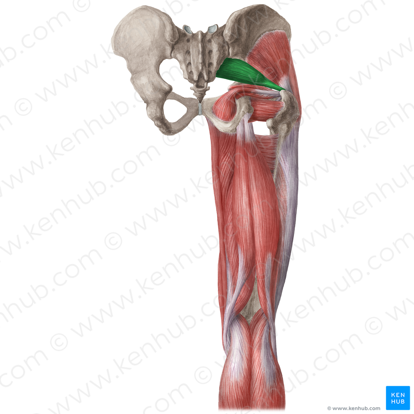 Piriformis muscle (#5761)