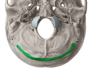 Superior nuchal line of occipital bone (#4716)
