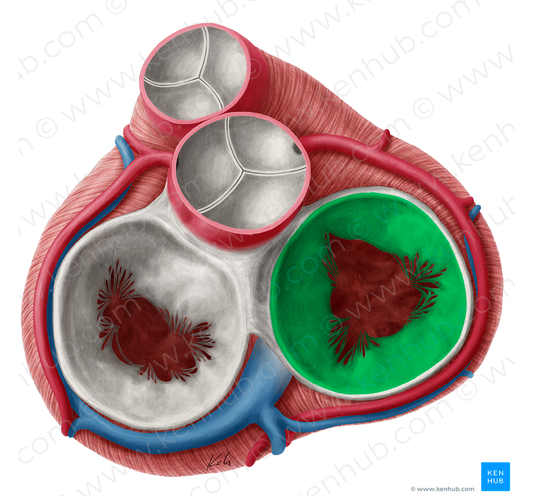 Right atrioventricular valve (#9900)