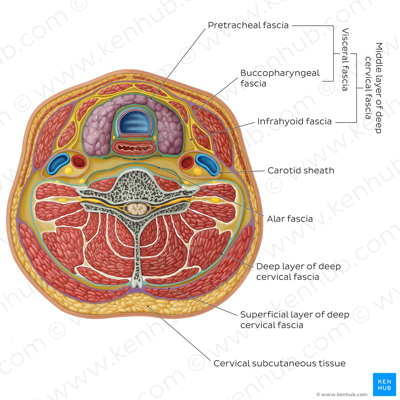 Cervical fascia (English)