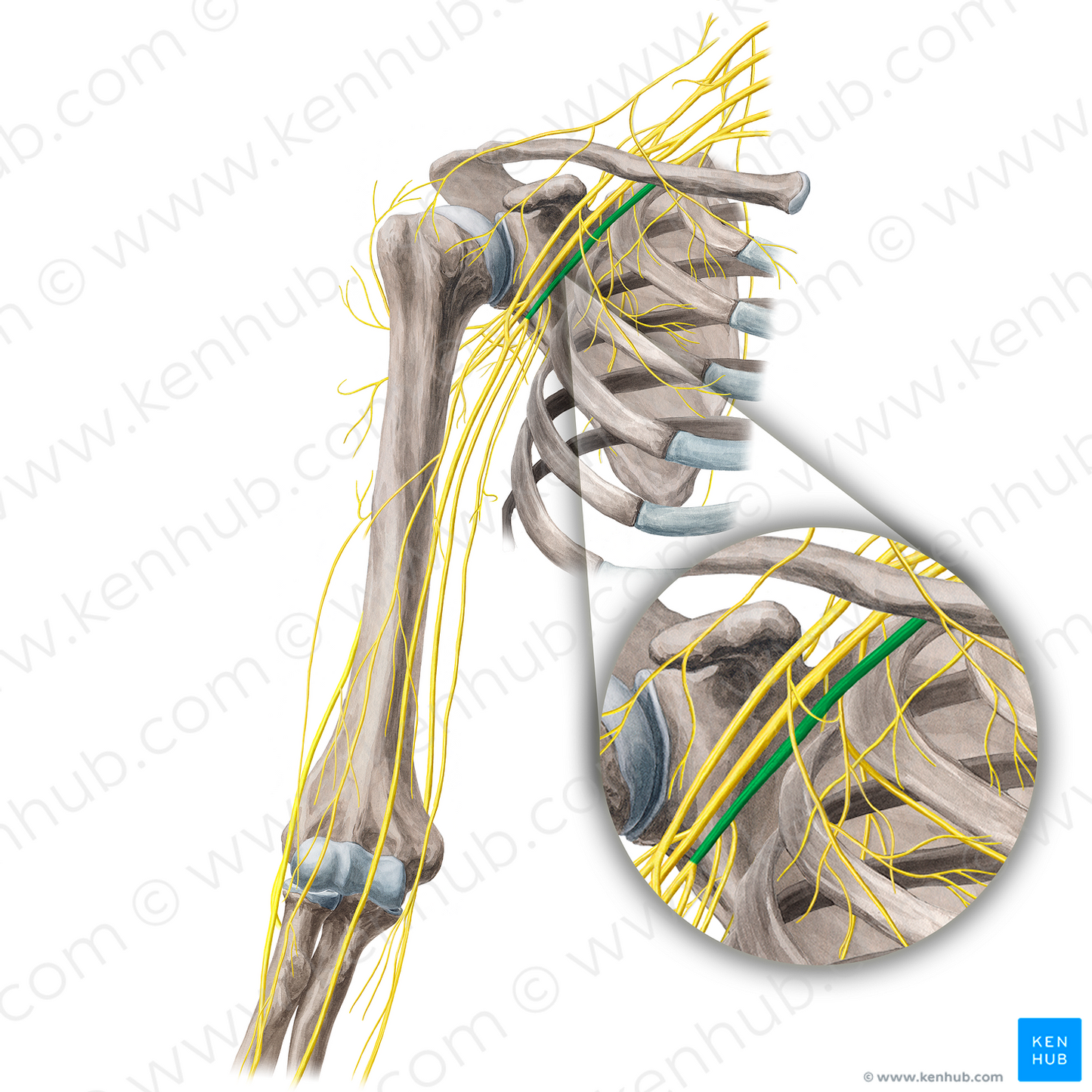 Medial cord of brachial plexus (#3611)