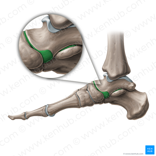 Talocalcaneonavicular joint (#19148)