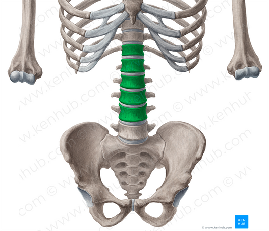 Bodies of vertebrae T12-L4 (#3025)