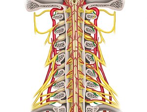 Posterior rami of spinal nerves C1-C8 (#18430)