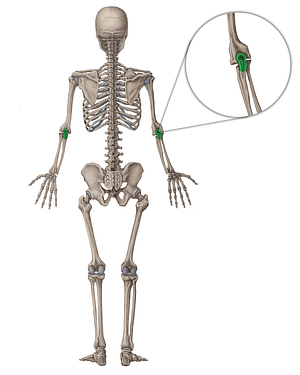 Olecranon of ulna (#7312)