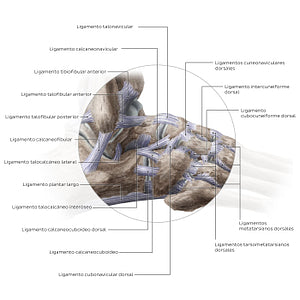 Ligaments of the foot (lateral view) (Spanish)