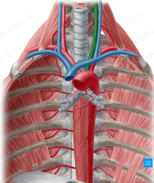 Left common carotid artery (#952)