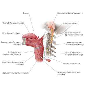 Hypoglossal nerve (German)