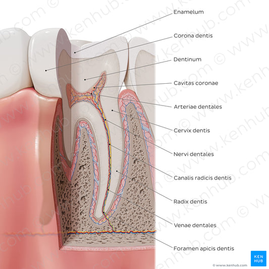 Tooth: Parts and landmarks (Latin)