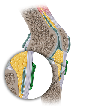 Subcutaneous infrapatellar bursa (#13923)