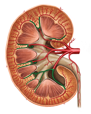 Interlobar arteries of kidney (#1159)