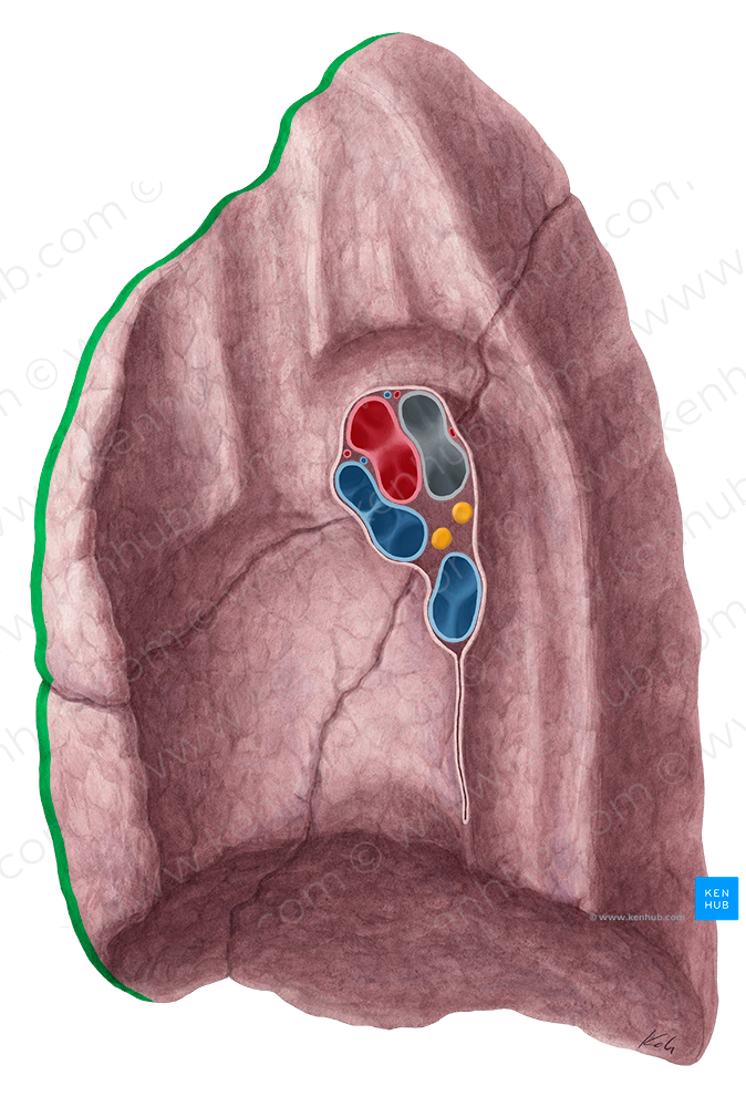 Anterior border of lung (#21464)