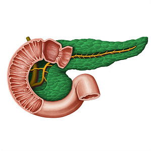 Pancreas (#13929)