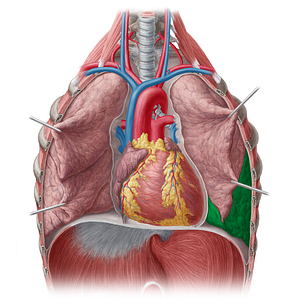 Inferior lobe of left lung (#4836)