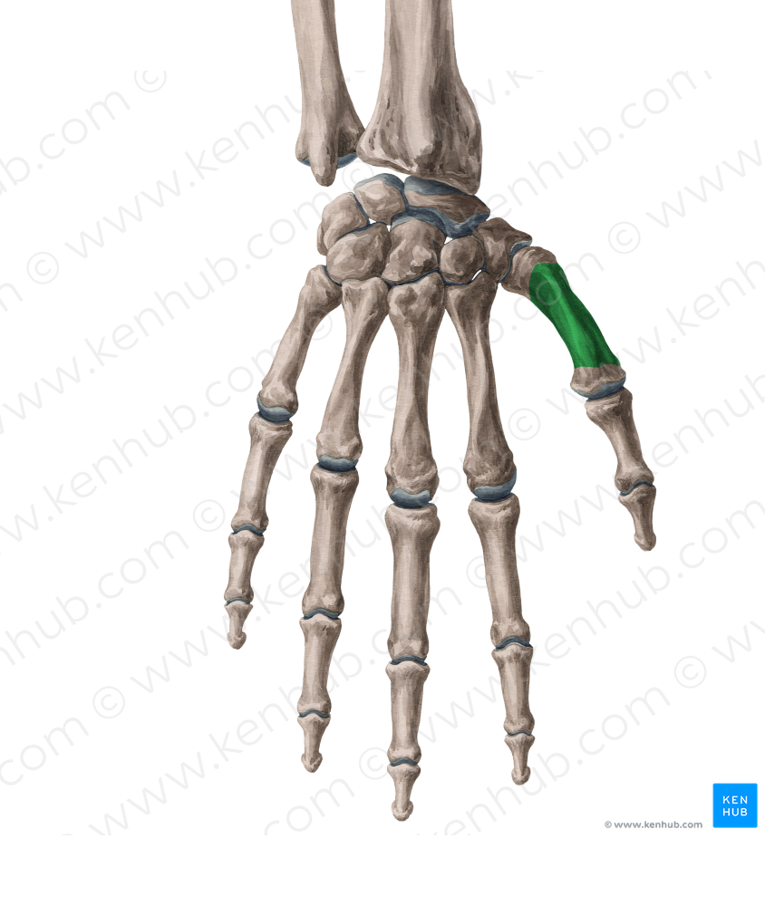 Body of 1st metacarpal bone (#2971)
