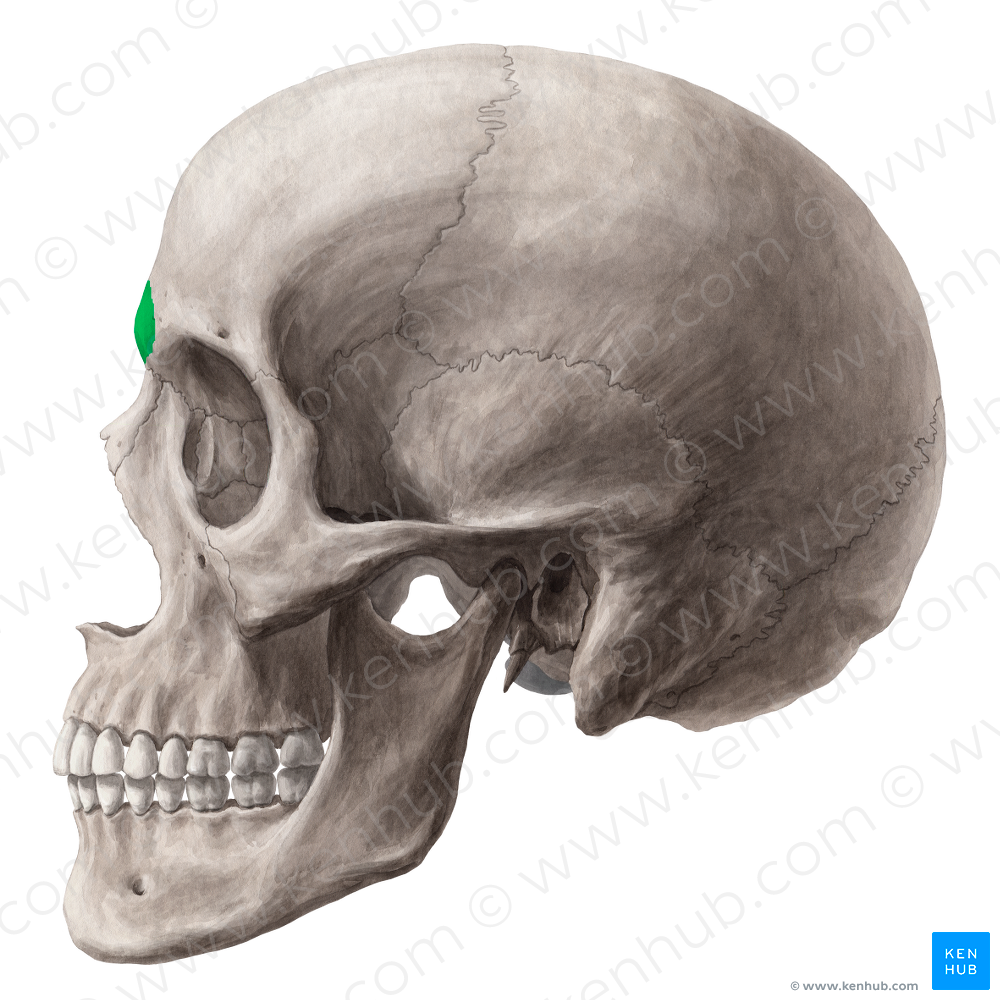 Glabella of frontal bone (#4065)