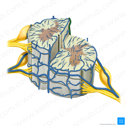 Posterior spinal vein (#10581)