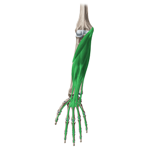 Anterior (flexor) muscles of forearm (#19735)