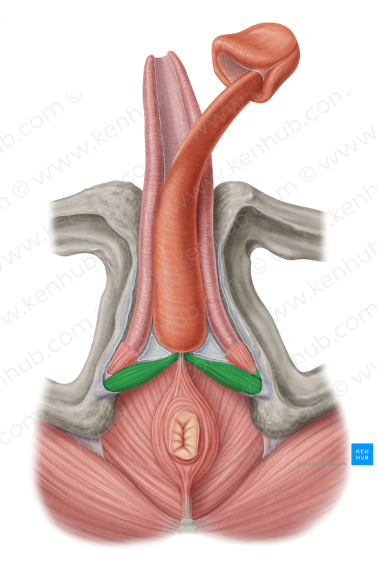 Superficial transverse perineal muscle (#6126)