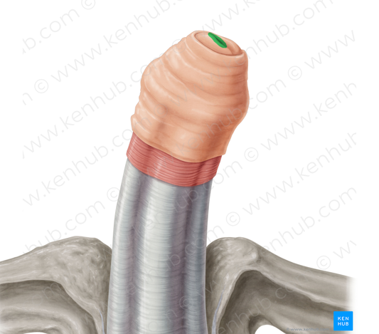 External orifice of urethra (#7560)