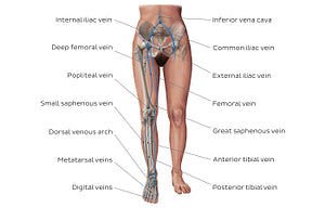 Main veins of the lower limb (English)