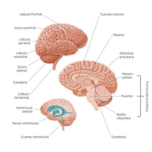 Introduction to the brain (Spanish)