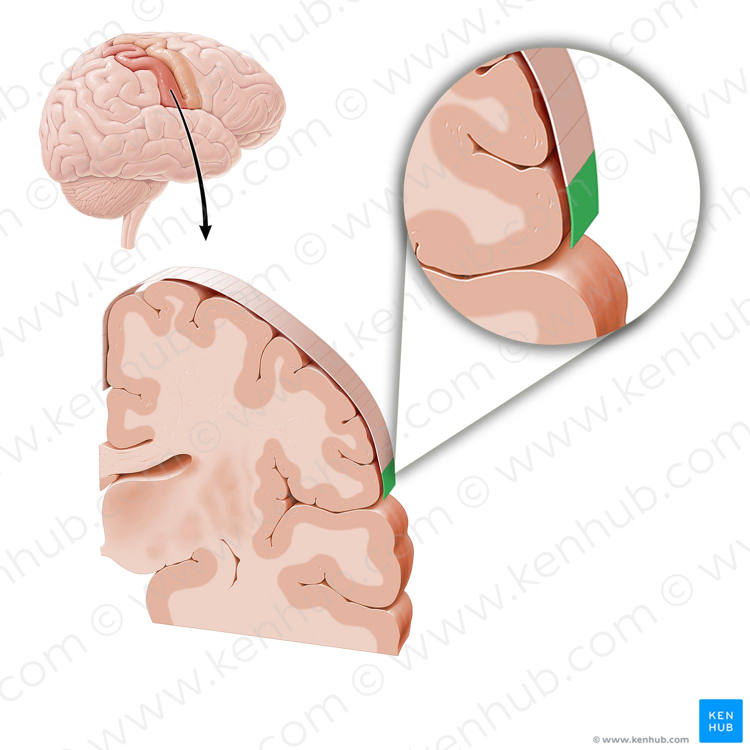Sensory cortex of internal organs (#21223)