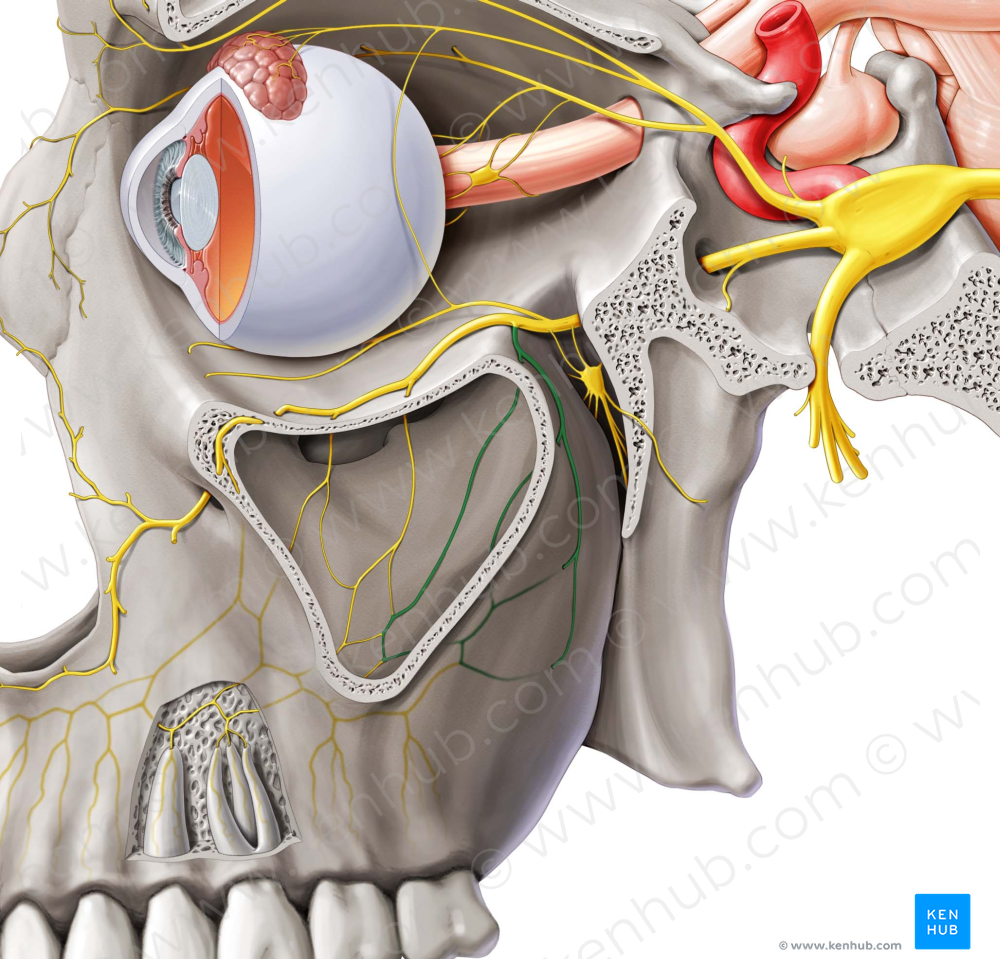 Posterior superior alveolar nerve (#6313)