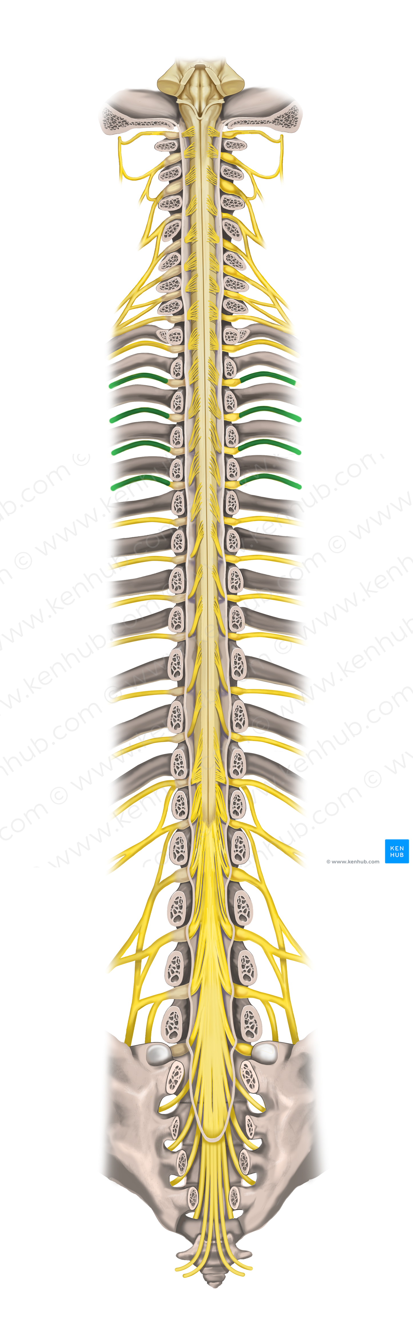 2nd-5th intercostal nerves (#18426)
