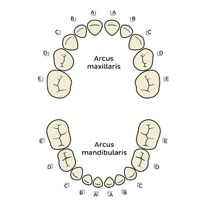 Palmer Notation (deciduous teeth) (Latin)