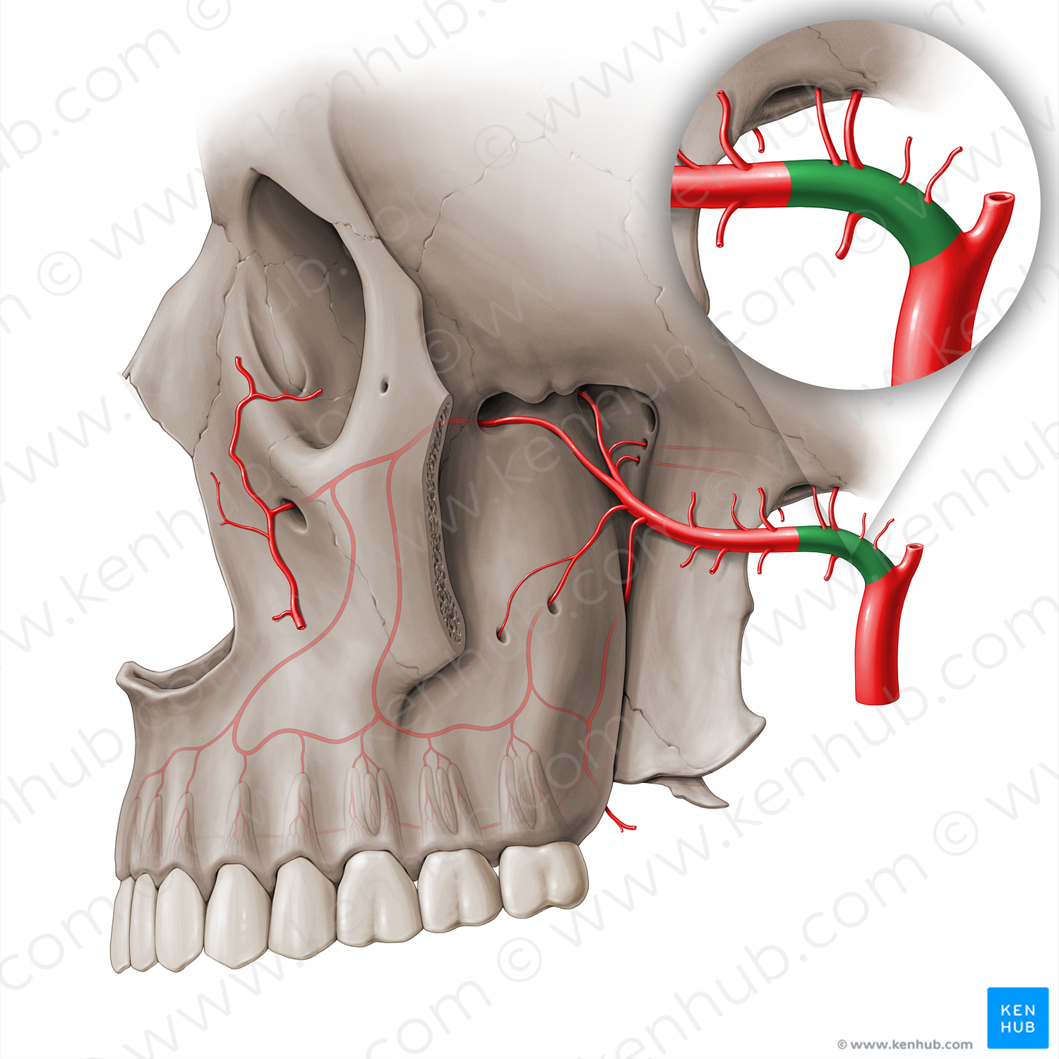 Mandibular part of maxillary artery (#18507)