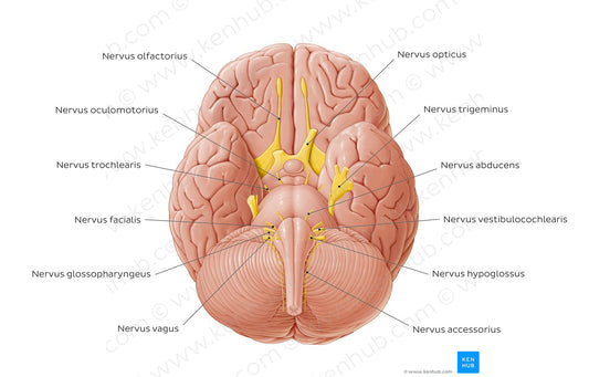 12 cranial nerves (Latin)