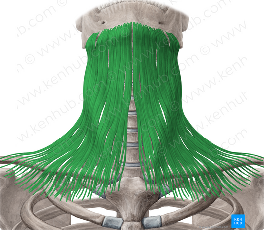 Platysma muscle (#7939)