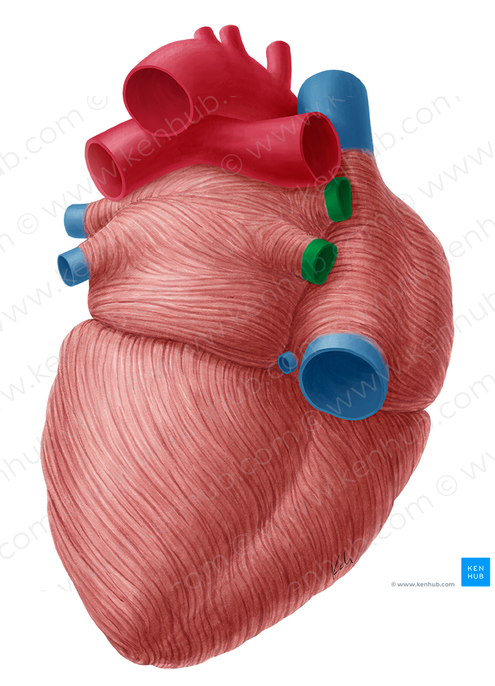 Right pulmonary veins (#10199)