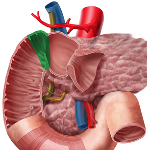 Superior duodenal flexure (#3706)