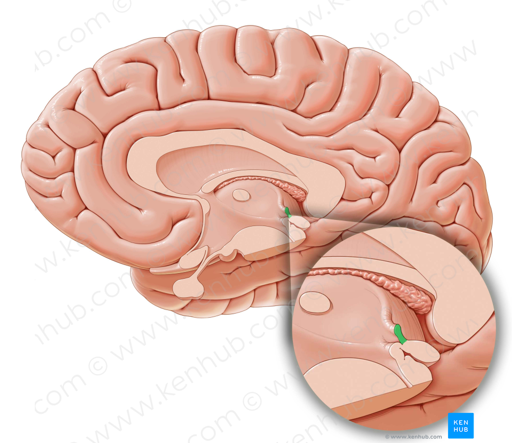 Habenular commissure (#2782)