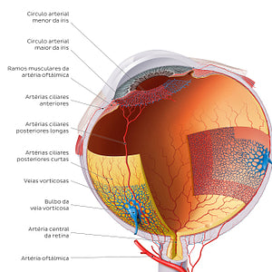 Blood vessels of the eyeball (Portuguese)