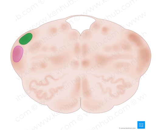 Posterior cochlear nucleus (#7182)