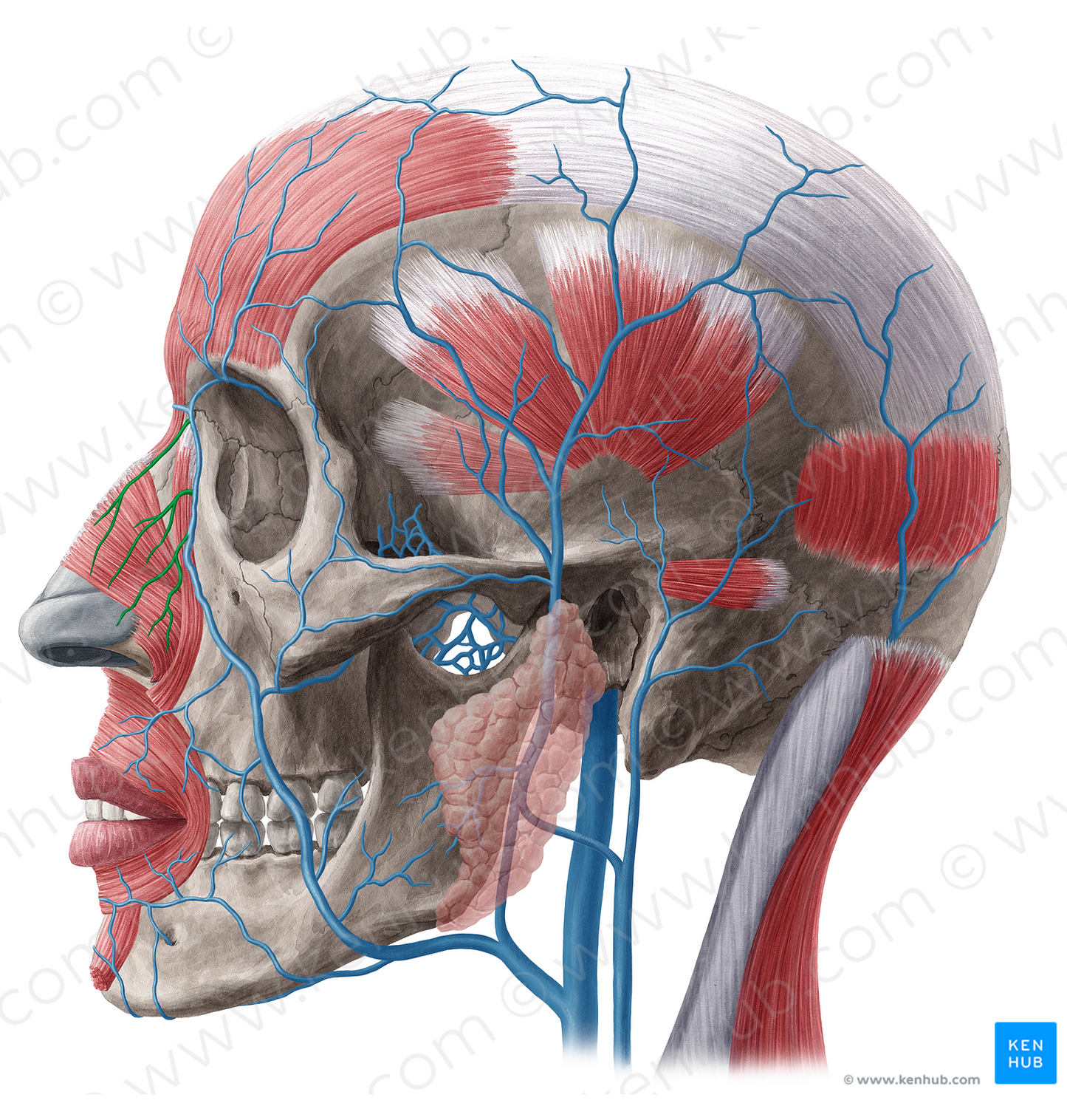 External nasal veins (#20499)