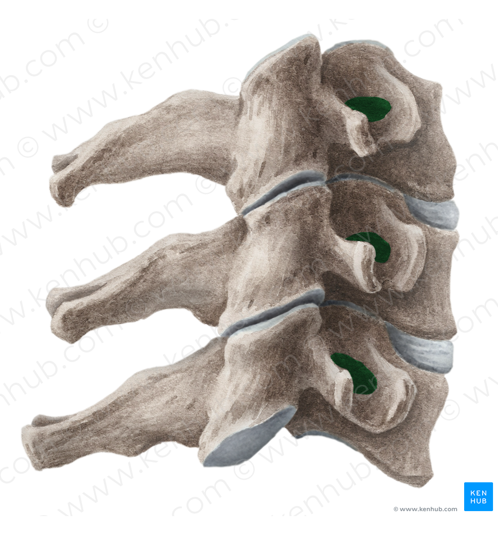 Transverse foramen of vertebra (#3815)