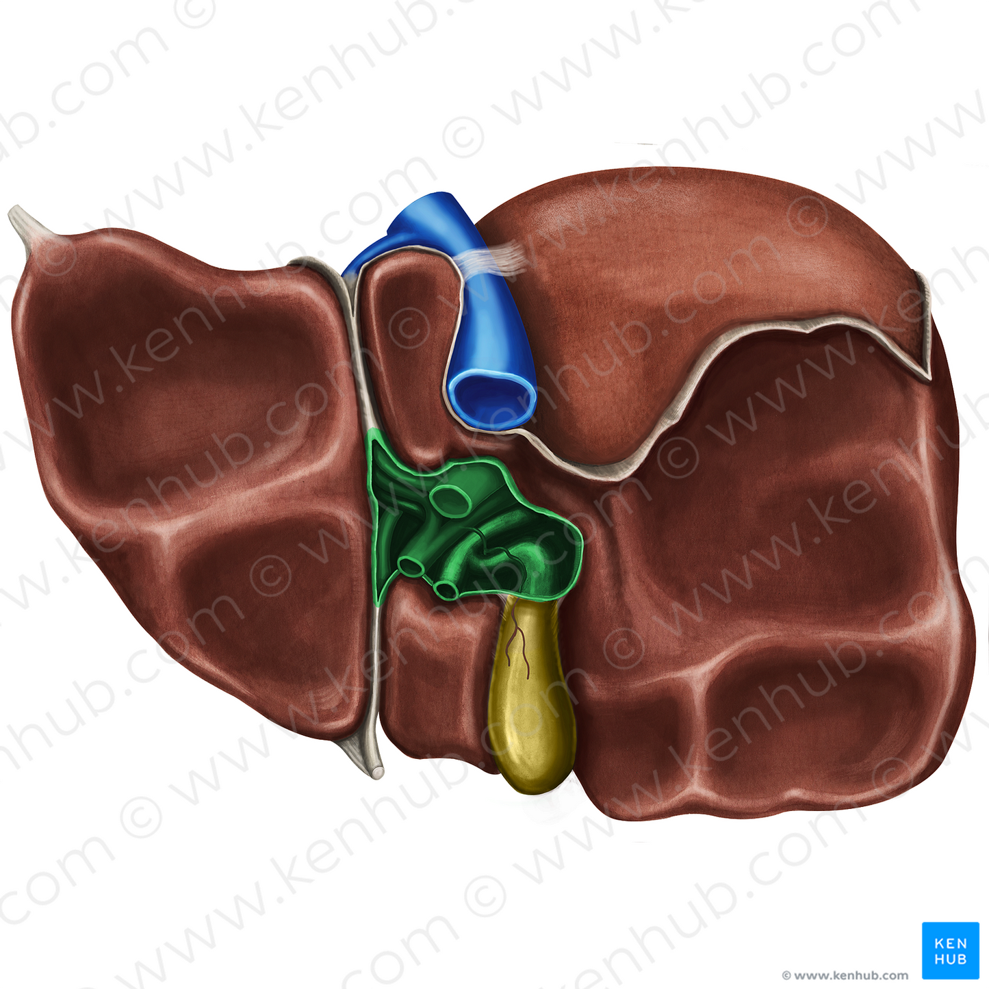 Porta hepatis (#8144)