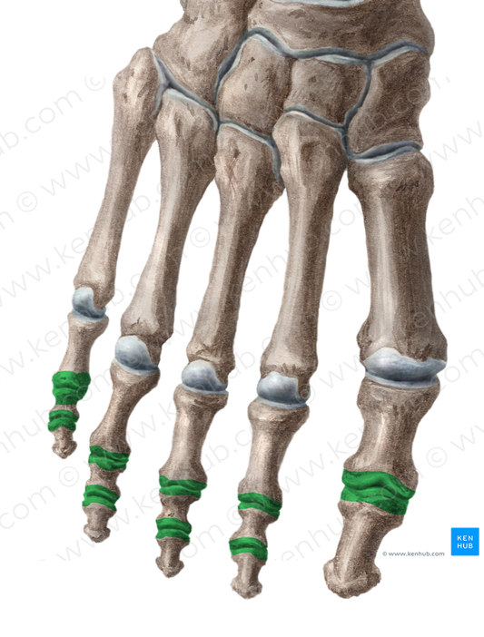 Interphalangeal joints of foot (#2036)