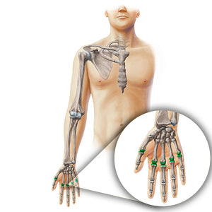 Metacarpophalangeal joints (#19900)