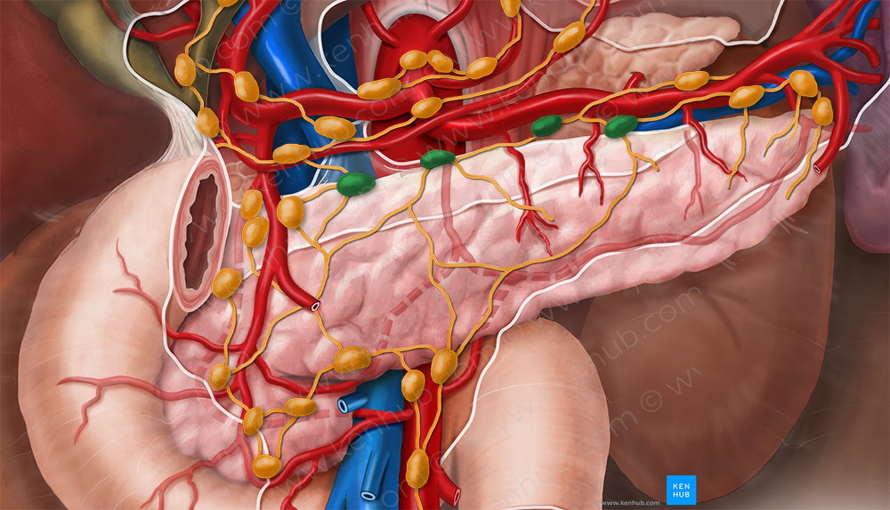 Superior pancreatic lymph nodes (#7071)