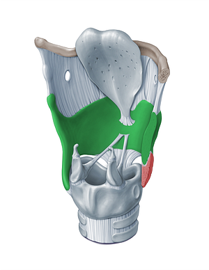 Thyroid cartilage (#18330)