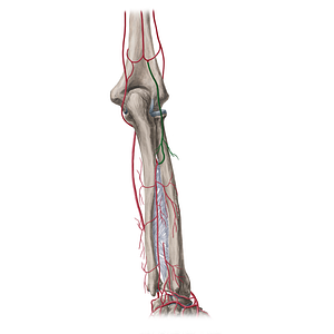 Recurrent interosseous artery (#18934)