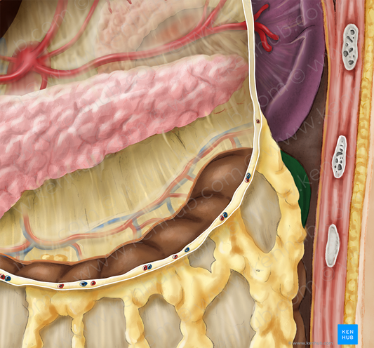 Left colic flexure (#3700)