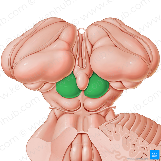 Superior colliculus (#2669)