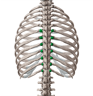 Transverse processes of vertebrae T6-T12 (#8341)